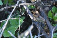 Aeshna cyanea