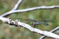 Aeshna mixta