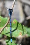 Enallagma cyathigerum