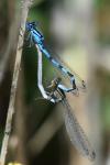 Enallagma cyathigerum