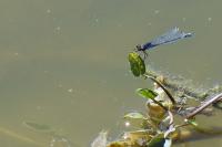 Erythromma viridulum