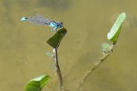Ischnura elegans