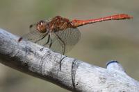 Sympetrum meridionale