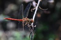 Sympetrum meridionale