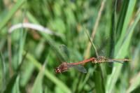 Sympetrum meridionale