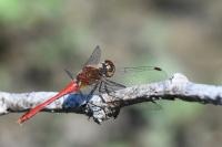 Sympetrum sanguineum