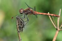 Sympetrum striolatum