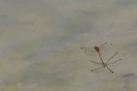 Sympetrum striolatum