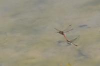 Sympetrum striolatum