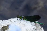 Calopteryx virgo
