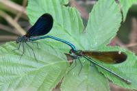 Calopteryx virgo
