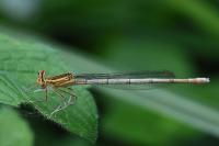 Platycnemis pennipes