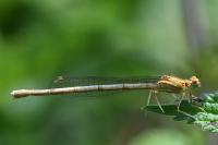 Platycnemis pennipes