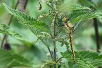 Orthetrum cancellatum