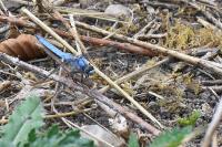 Orthetrum brunneum
