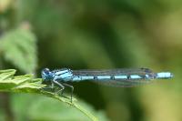 Enallagma cyathigerum