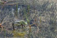 Anax imperator