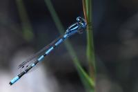 Enallagma cyathigerum