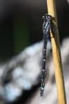 Enallagma cyathigerum