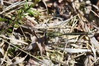 Gomphus pulchellus