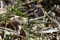 Gomphus pulchellus