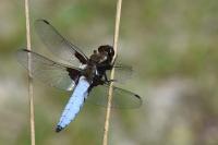 Libellula depressa