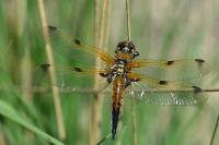 Libellula quadrimaculata