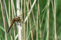 Libellula quadrimaculata