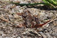 Crocothemis erythraea