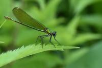 Calopteryx splendens
