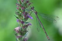 Chalcolestes viridis