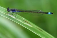 Ischnura elegans