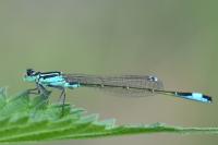 Ischnura elegans