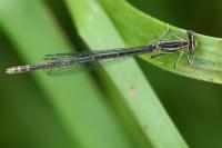 Platycnemis pennipes