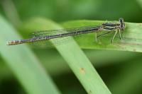 Platycnemis pennipes