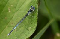 Platycnemis pennipes