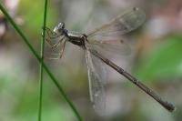 Lestes barbarus