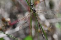 Lestes barbarus