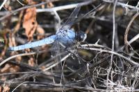 Orthetrum brunneum