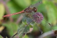 Sympetrum meridionale