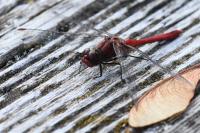 Sympetrum sanguineum