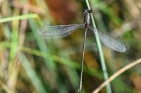 Chalcolestes viridis