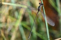 Chalcolestes viridis