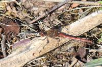 Sympetrum striolatum