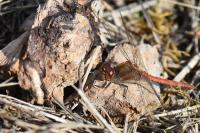 Sympetrum striolatum