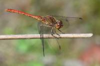 Sympetrum meridionale