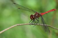 Sympetrum sanguineum