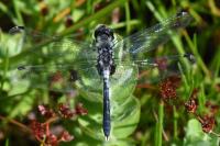 Leucorrhinia albifrons