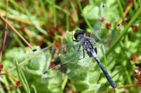 Leucorrhinia albifrons