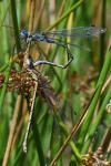 Lestes sponsa